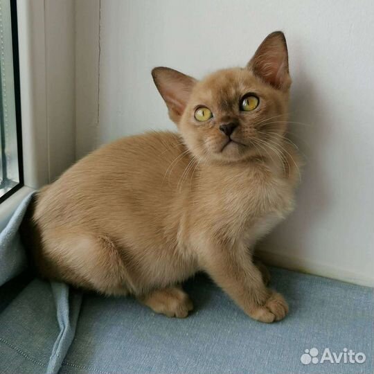 Малышки европейской бурмы