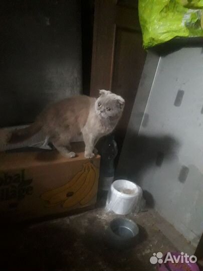 Кошка и котята