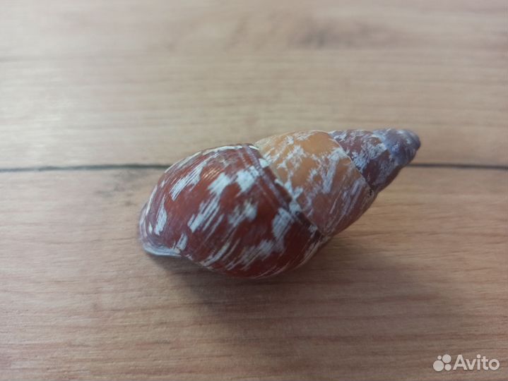 Морская раковина