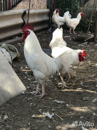 Петухи Пушкинской породы