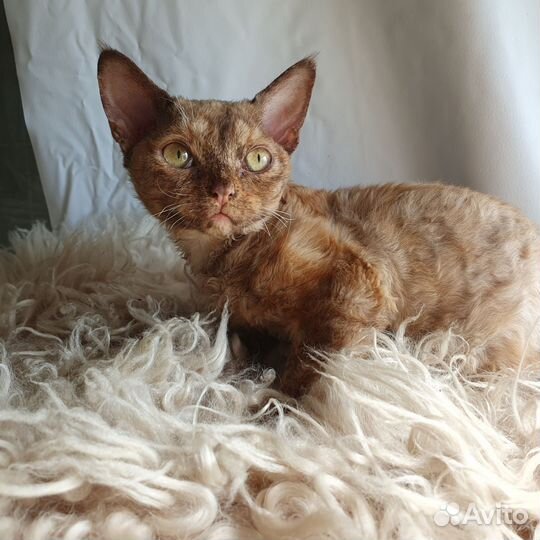 Котята девон-рекс