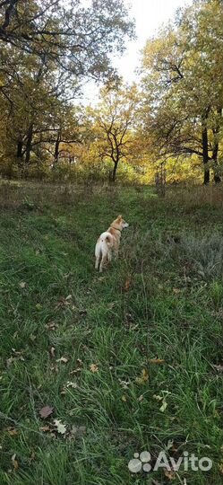 Вязка лайка кобель