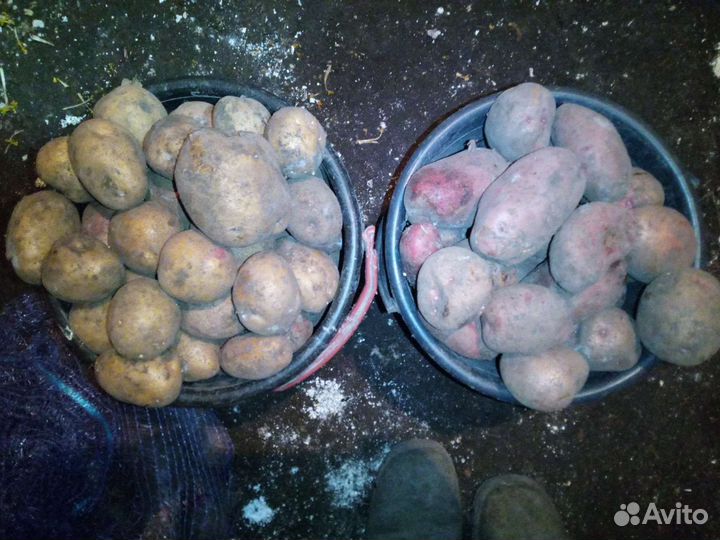 Продам картофель. Цена за ведро