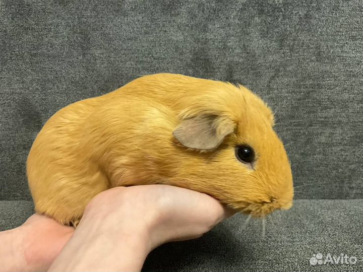 Самцы морских свинок для вязки