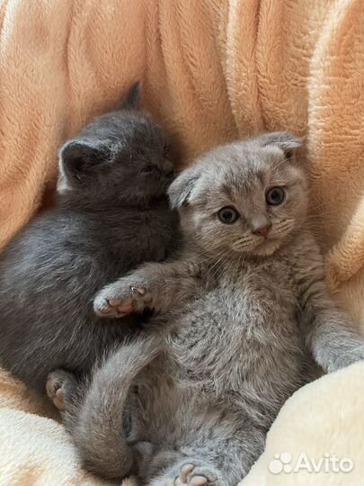 Шотландская