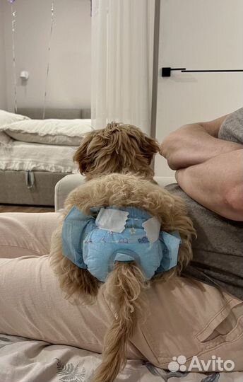 Подгузники для домашних животных