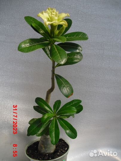 Адениум привитый