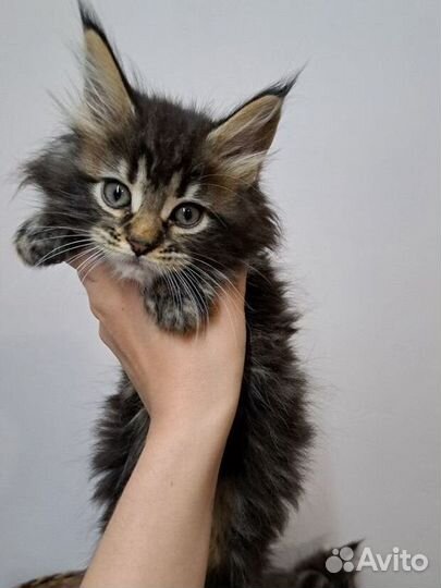Котята мейн-кун