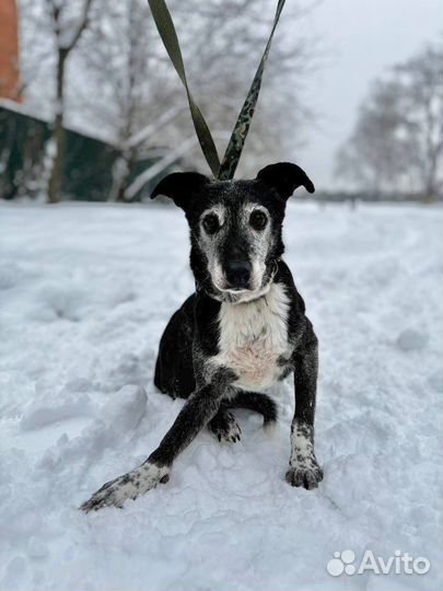 Маленькая собачка Жужа в добрые руки