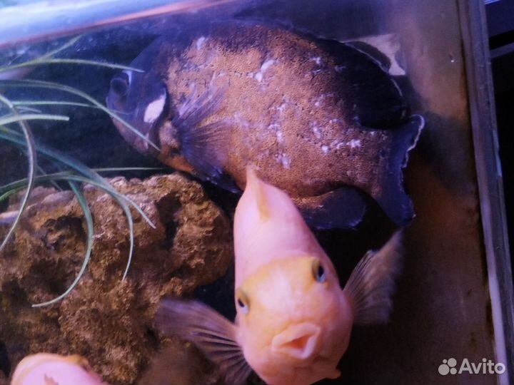 Астронотусы