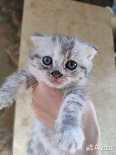 Вислоухая кошка