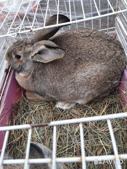 Кролик серый великан