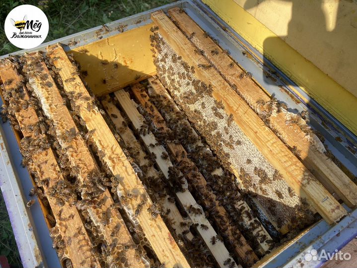 Мед натуральный со своей пасеки