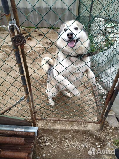 Маламут метис