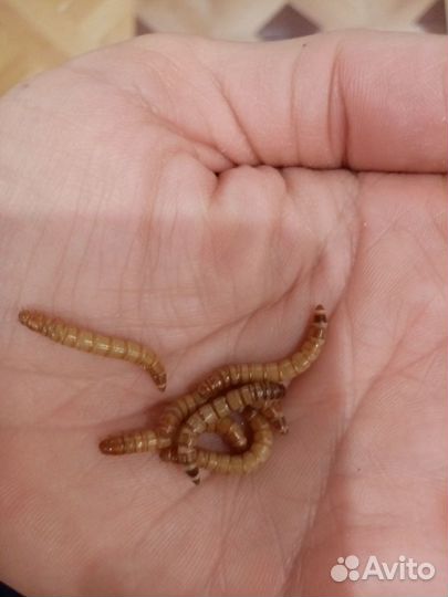 Мучной червь (живой корм)