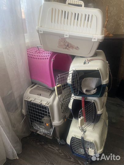 Аренда переноски для собак и кошек