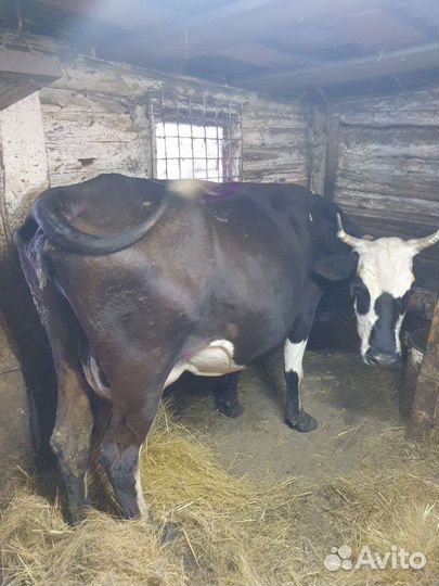 Корова дойная