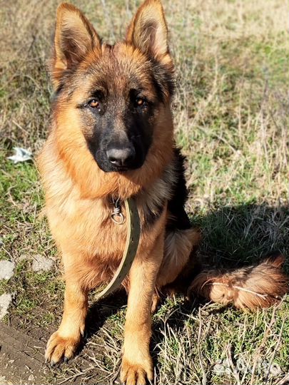 Вязка собак немецкая овчарка