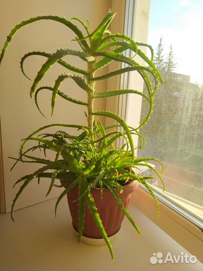 Алоэ растение