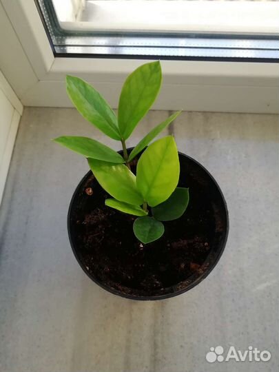 Замиокулькас