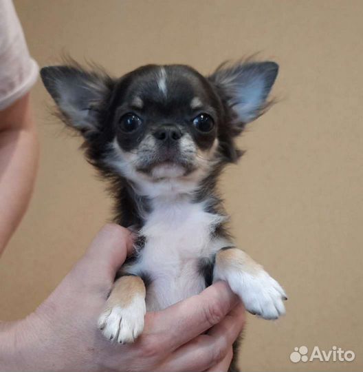 Чихуахуа голубой триколор дш