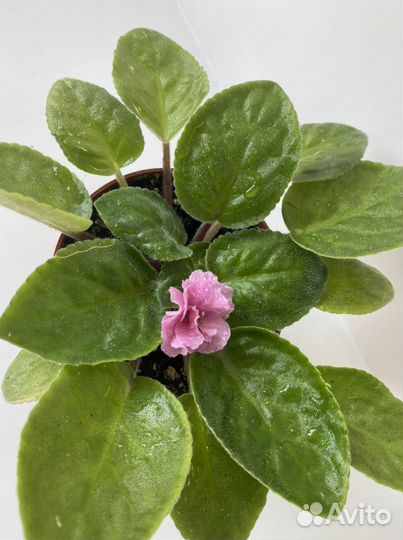 Фиалка розовая