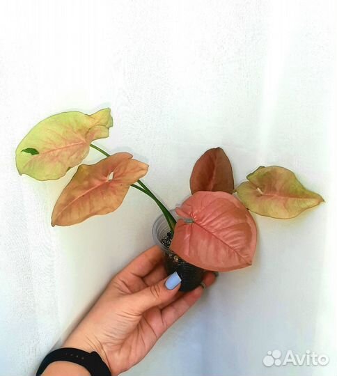 Комнатные цветы