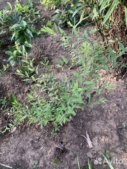 Спирея Грейфшейм