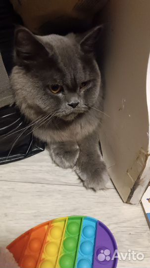 Британские котята
