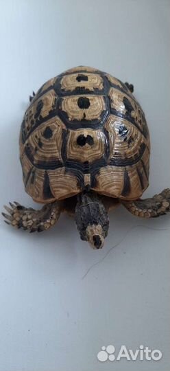 Чучело черепахи