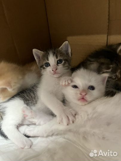 Котята в добрые руки