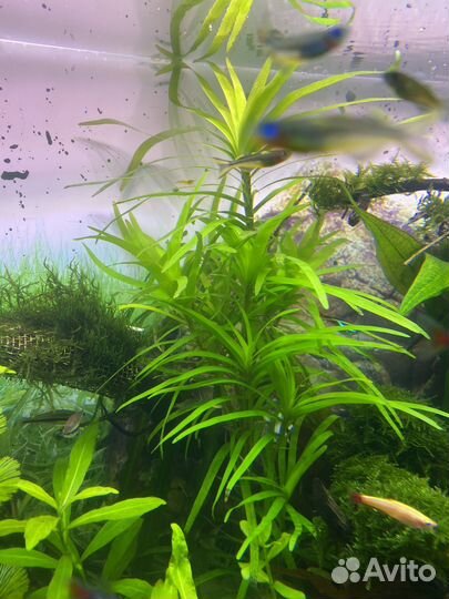 Растения для аквариума