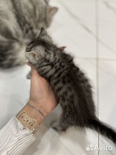 Котята от шотландской кошки