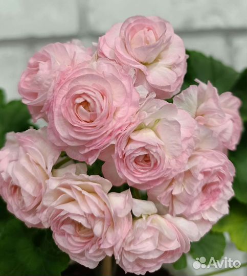 Пеларгония сортовая