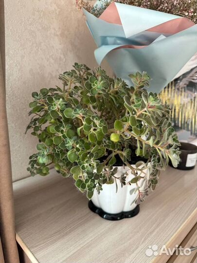 Аихризон дерево любви