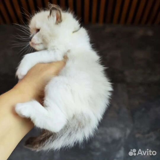 Goroshinka, рэгдолл с документами