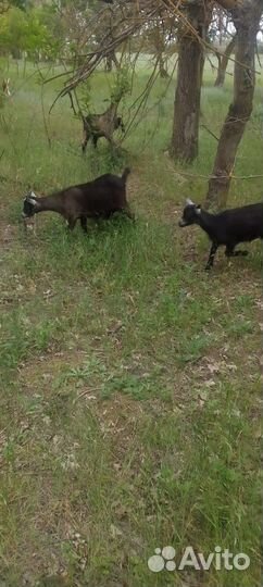 Продаются козлята