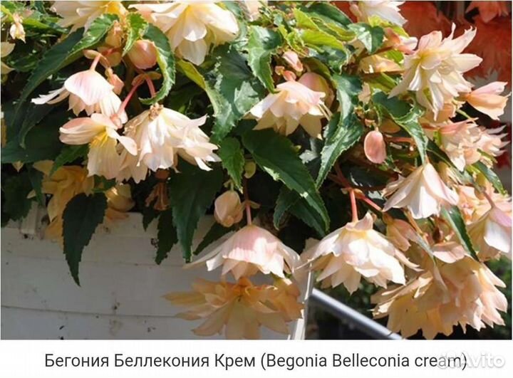 Ампельная бегония беллекония