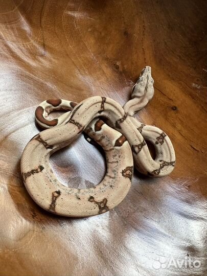 Императорский удав