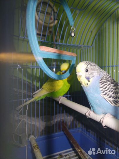Волнистый попугай с клеткой