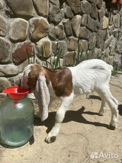 Камори - козлики