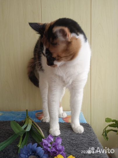 Кошка