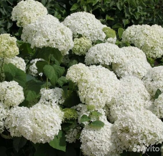 Гортензия древовидная анабель