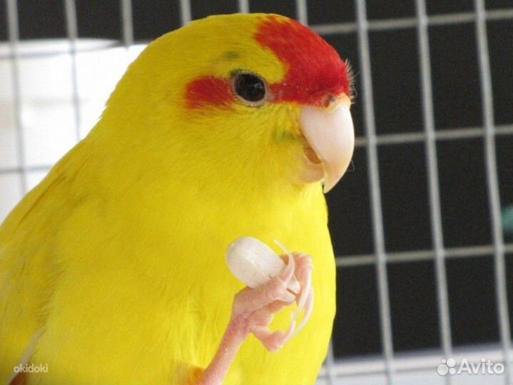 Попугайчики Какарики