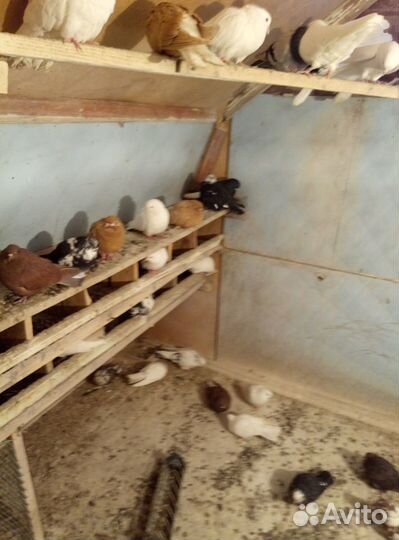 Птицы голуби