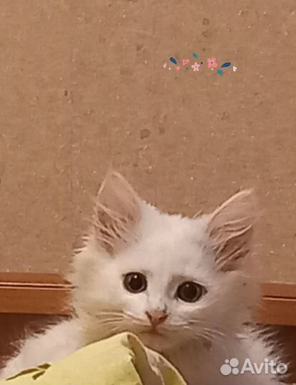 Отдам кошечку