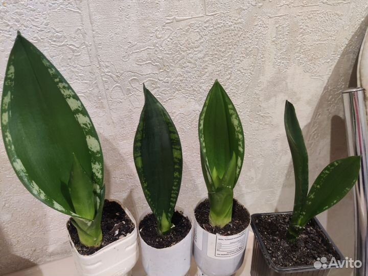 Сортовые Сансевиерии