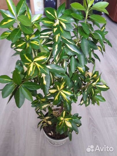 Бересклет японский комнатный