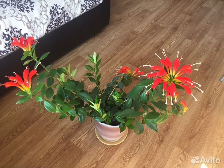 Эсхинантус «жар птица»