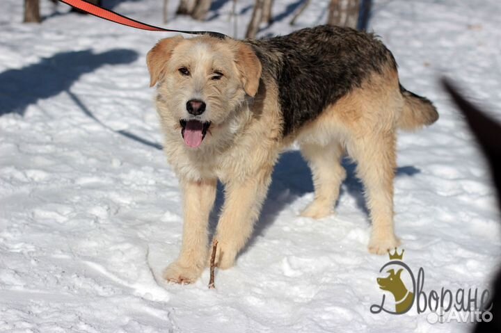 Хьюго ищет дом и надежную семью